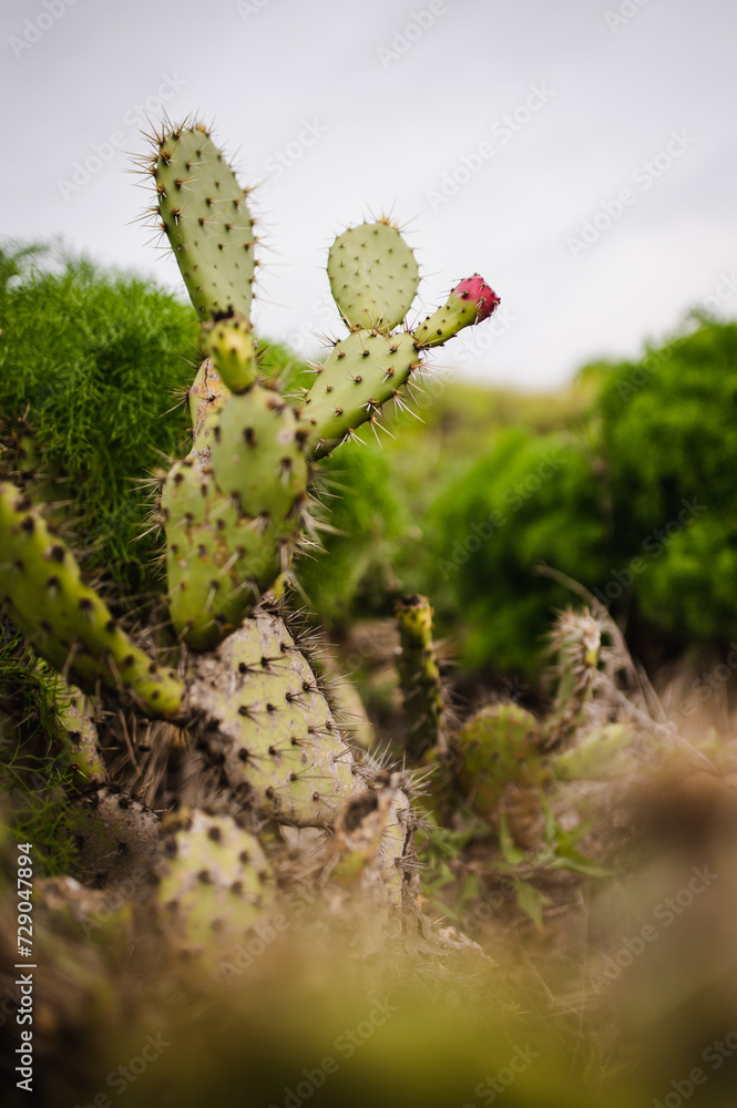 Prickly pear cactus with bloom