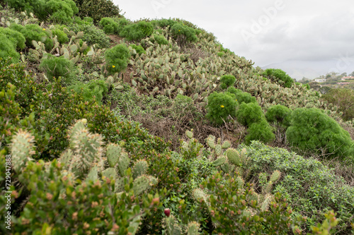 Hillside covered in cactus and shrubs
