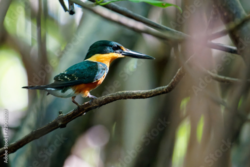 a female Pygmy Kingfisher hunts for fish