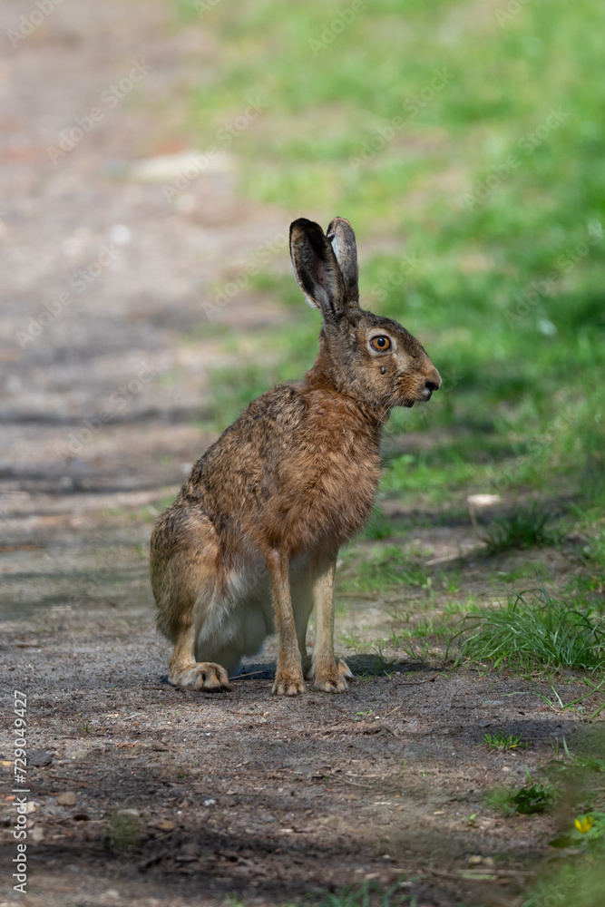 Fototapeta premium Hare in the Grass