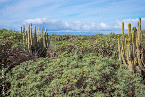 View of an expanse of green bushes and cacti in a protected area, tropical plants in the southern park of Tenerife. Horizon oveer sea