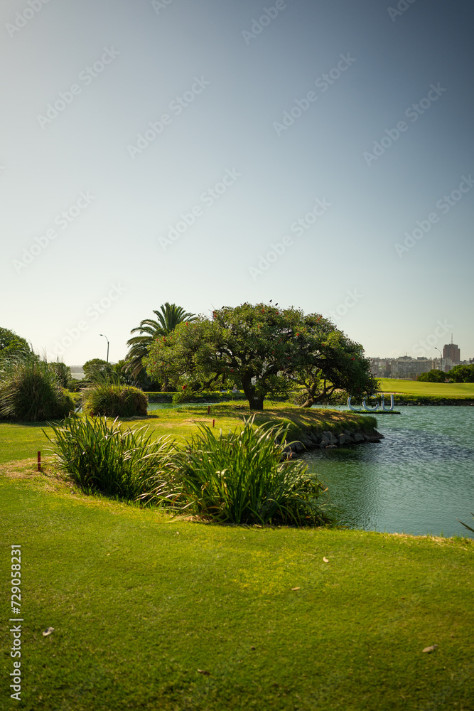 A beautiful view with a tree and beside it a small natural pool.