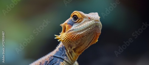 Agama lizard with a beard in the background.