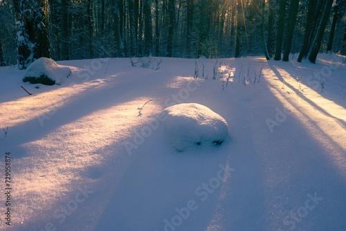 Sunrise in Snowy Forest