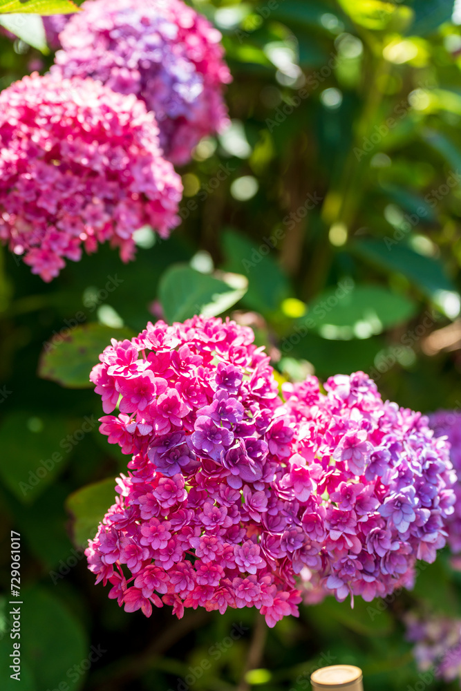 Hydrangea macrophylla flower full blooming in the garden. Hydrangea macrophylla flower full blooming in the garden.