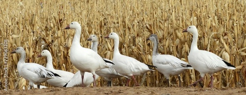 Valokuva a  gaggle of  snow geese standing in  a corn field in their winter habitat of be