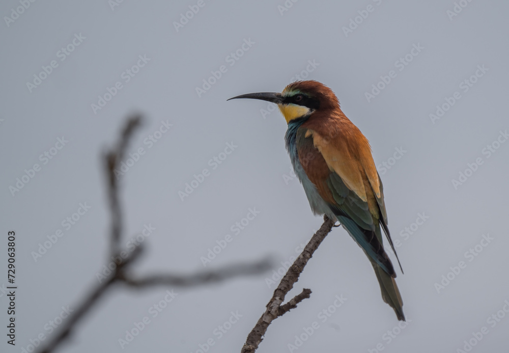 European Bee-eater on the branch European Bee-eater on the branch