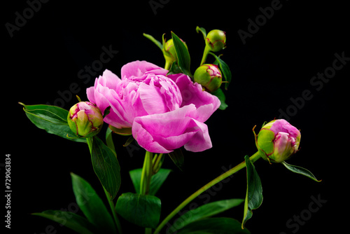 Seitenansicht einer rosaroten Pfingstrose mit fünf geschlossenen Blütenknospen vor einem schwarzen Hintergrund
