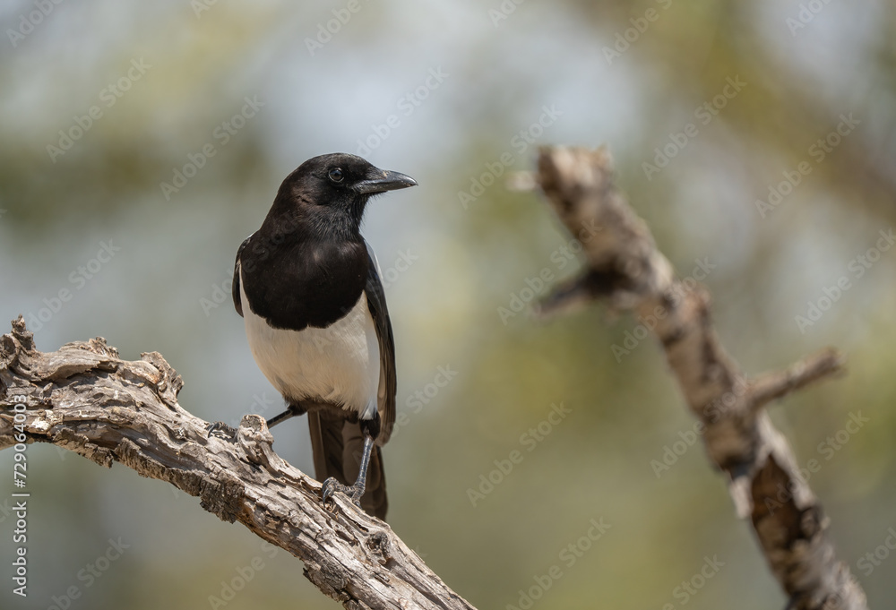 The eurasian magpie in the tree The eurasian magpie in the tree