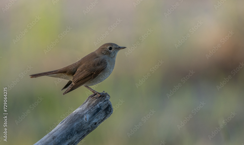 Fototapeta premium Common Nightingale on the branch 