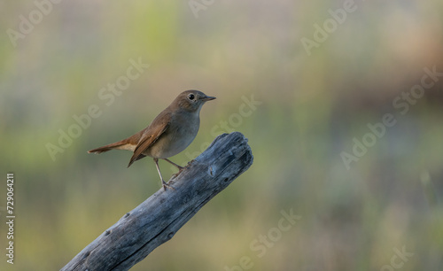 Common Nightingale on the branch  © ezequiel