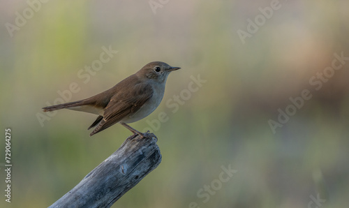 Common Nightingale on the branch 