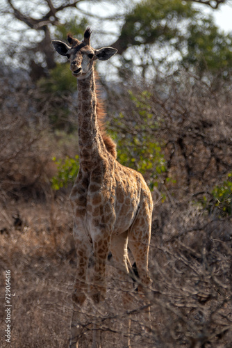 Open mouth baby giraffe in Kruger National Park in South Africa RSA