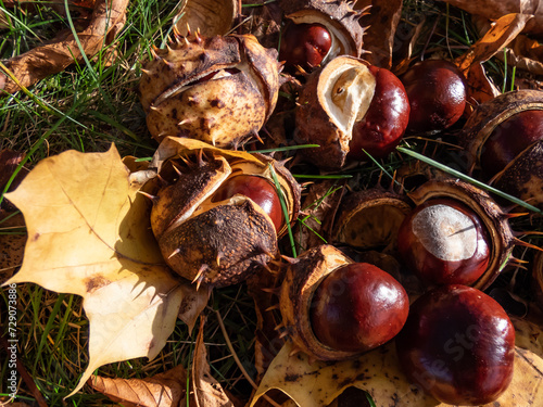 Close-up of fresh horse chestnuts (Aesculus hippocastanum). Autumn background with heap of ripe brown horse chestnuts and prickly shell photo