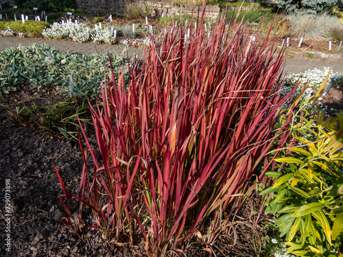 A Japanese bloodgrass cultivar (Imperata cylindrica) Red Baron with red and green leaves grown as an ornamental plant in the garden photo