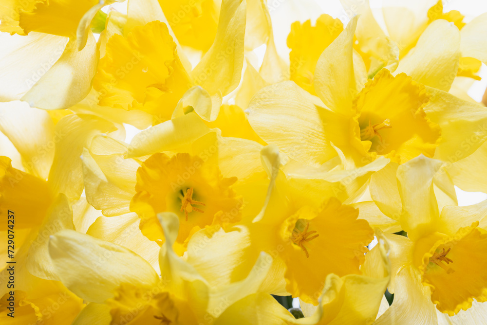 Yellow flowers daffodils background. Bouquet of yellow narcissus or daffodil Greeting Card for Mothers Day, Birthday, March 8. Yellow flowers daffodils background. Bouquet of yellow narcissus or daffodil Greeting Card for Mothers Day, Birthday, March 8.