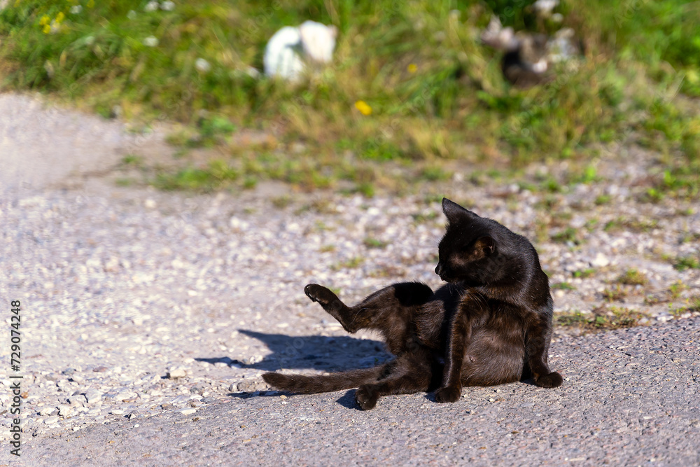 A young stray cat is sitting on the asphalt.