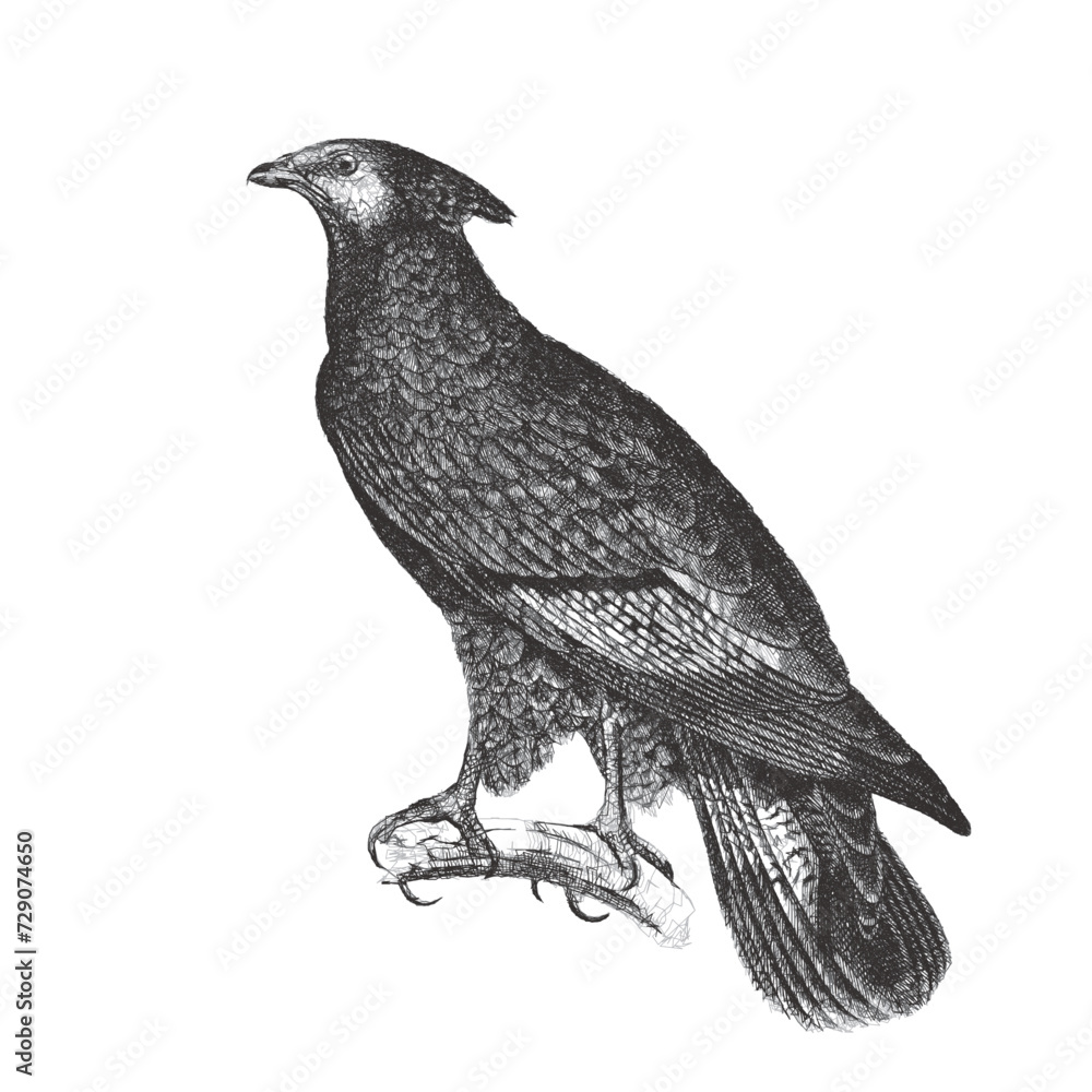 Fototapeta premium Crested honey buzzard (Pernis ptilorhynchus). Doodle sketch. Vintage vector illustration.
