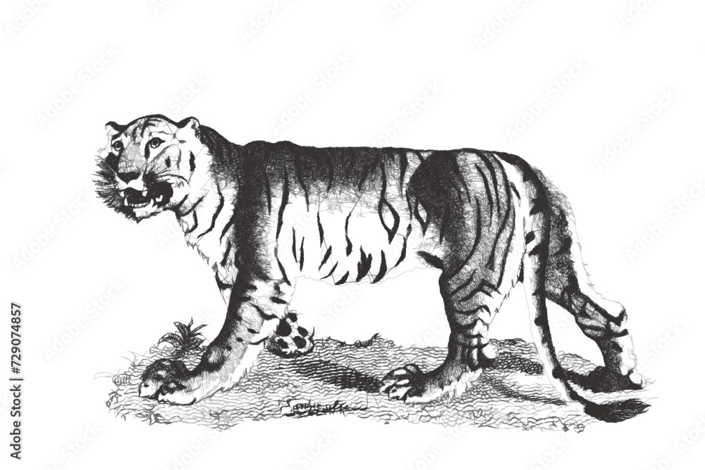 Fotografia Tiger (Panthera tigris)