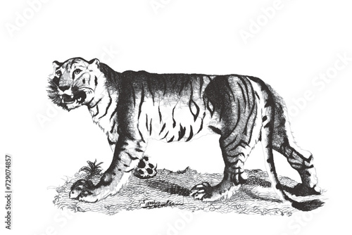 Tiger (Panthera tigris). Do...