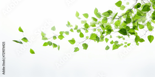Fresh green leaves on branches against white sky background