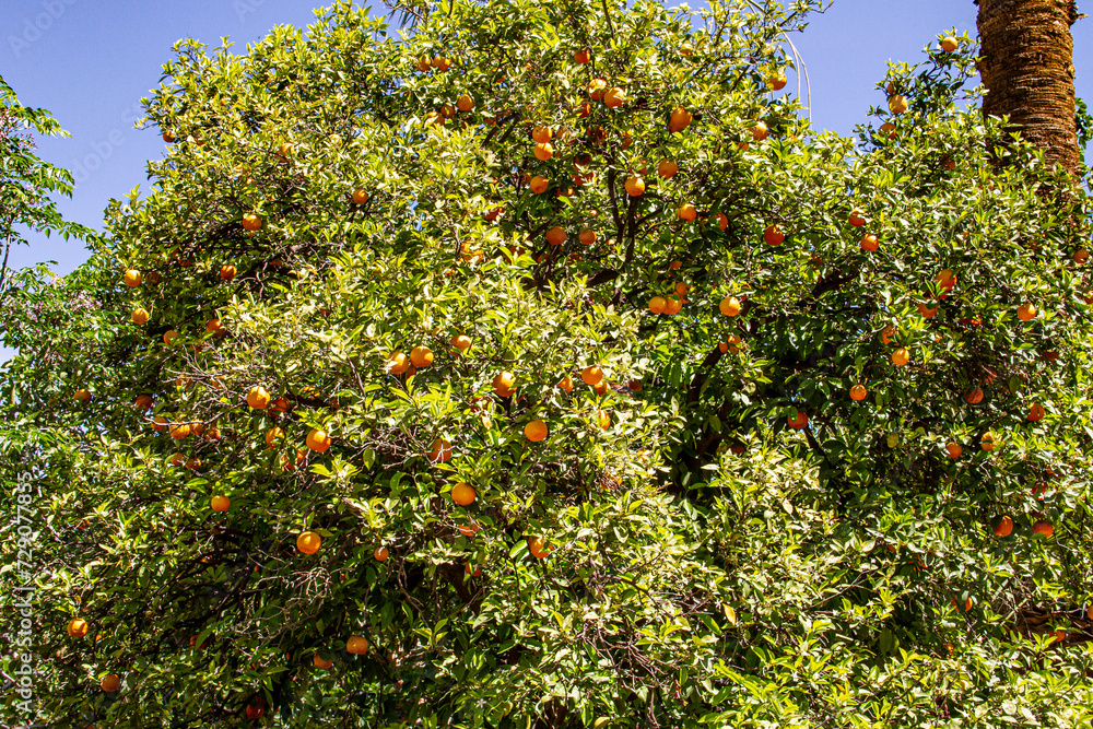 Oranges on a  tree