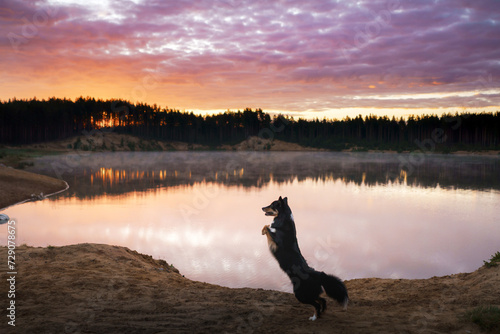 A Border Collie dog marvels at the dawn's early light by a tranquil lake, the forest reflecting in the still water © annaav