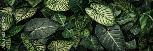 A lush, dark-green tropical foliage background with a variety of leaf patterns and textures