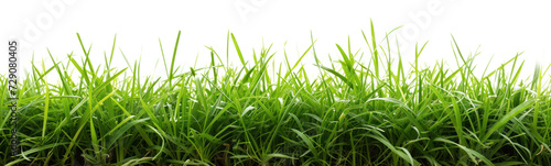 Green lush grass  cut out - stock png.