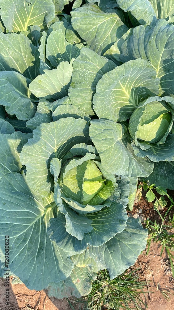 cabbage in the field. Cabbage closeup. freshly growing cabbage field, cabbage harvest concept. Toned with color filter and soft noise to get old camera effect. Soft focus and blurred. cabbage in the field. Cabbage closeup. freshly growing cabbage field, cabbage harvest concept. Toned with color filter and soft noise to get old camera effect. Soft focus and blurred.