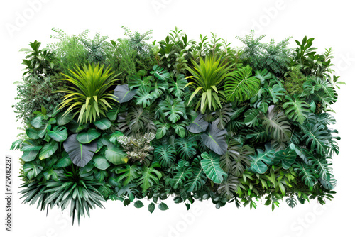 Green wall of tropical plants  cut out - stock png.