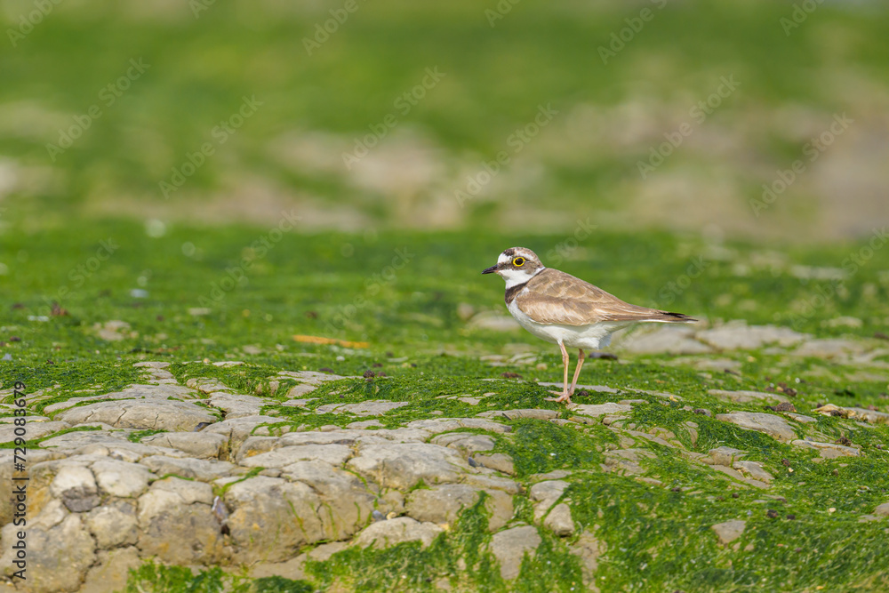 A Little Ringed Plover standing on the beach A Little Ringed Plover standing on the beach