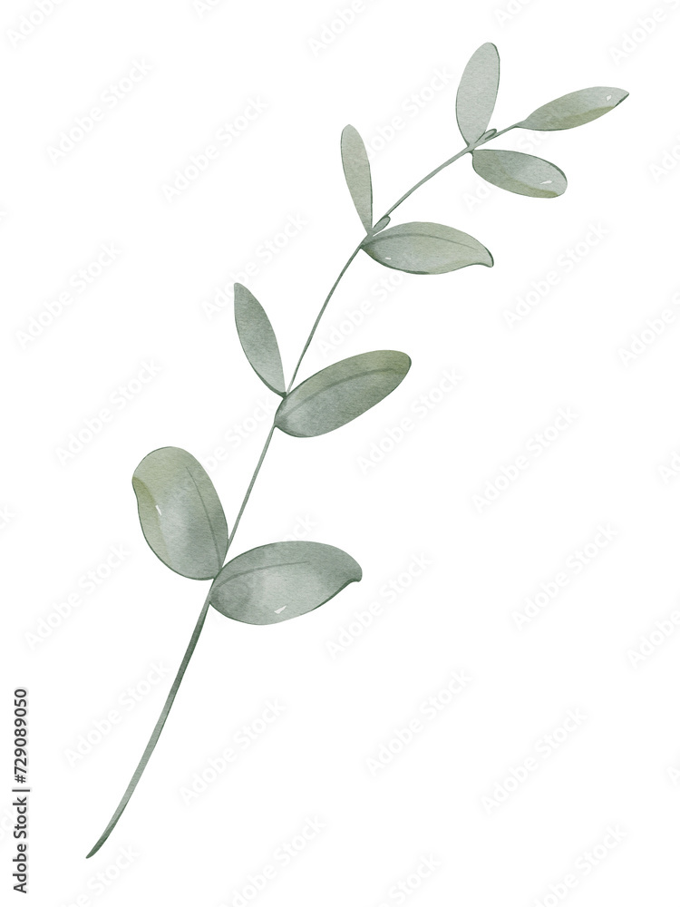 Fototapeta premium Watercolor eucalyptus