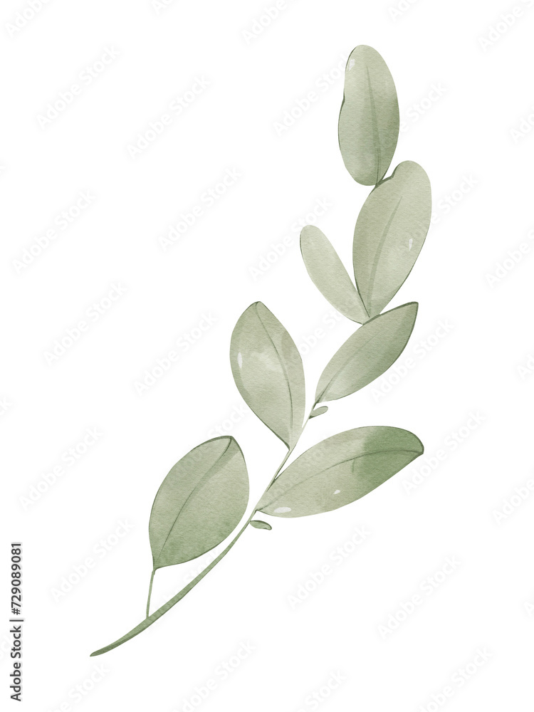 Obraz premium Watercolor eucalyptus