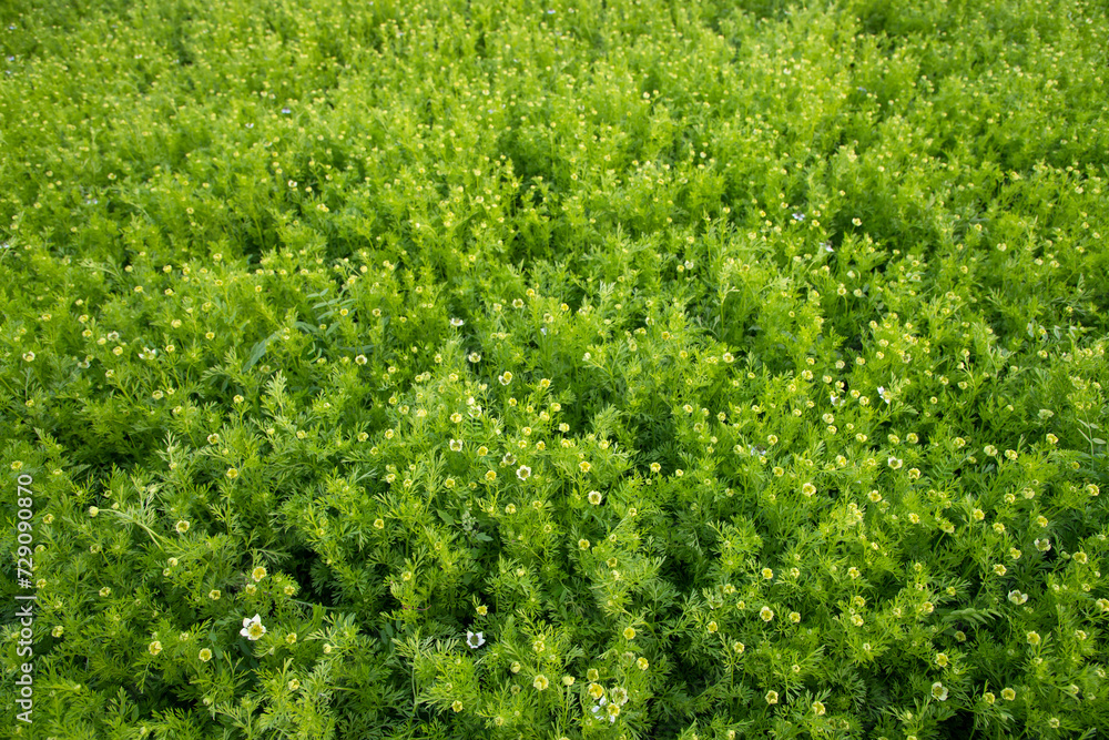 Blooming White Nigella sativa flowers in the field. Top view Texture background