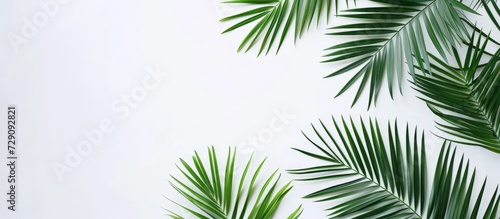 Top view of white background with flat lay of green palm leaf branches. photo