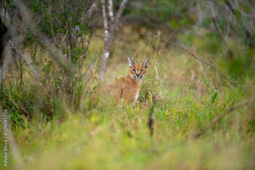 Caracal sitting in the bush at the Kruger National Park in South Africa Caracal sitting in the bush at the Kruger National Park in South Africa