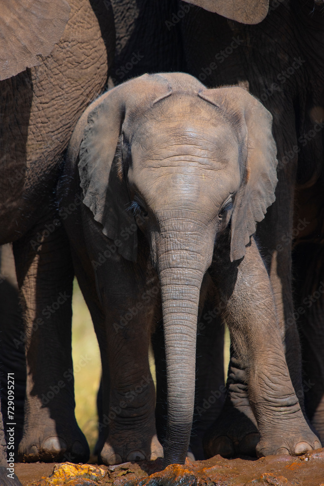 Elephant calf standing next to mother elephant at the Kruger National Park in South Africa Elephant calf standing next to mother elephant at the Kruger National Park in South Africa