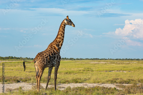 A giraffe on a grassland photo