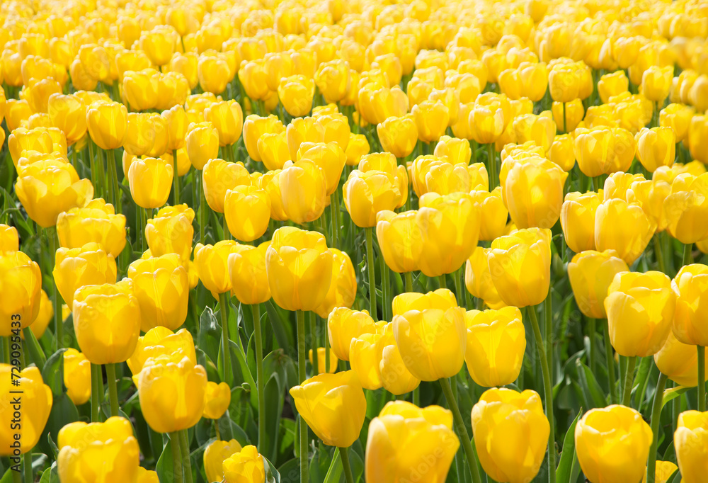 Obraz premium Field of bright tulip flowers