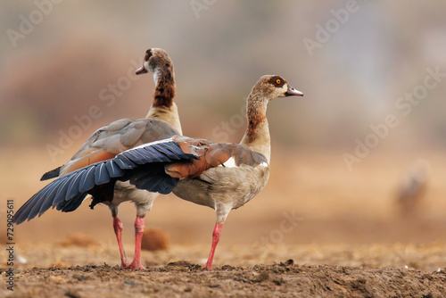 A close up of two Egyptian geese photo
