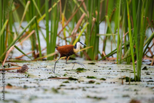 African jacana wading through water at the Kruger National Park in South Africa photo