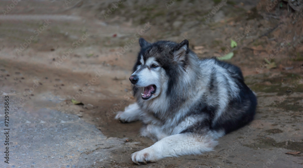 Siberian husky dog in autumn forest in the forest Siberian husky dog in autumn forest in the forest