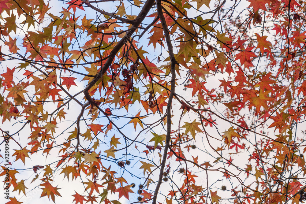 Autumn colorful bright leaves swinging in a tree in autumnal park. Autumn colorful background