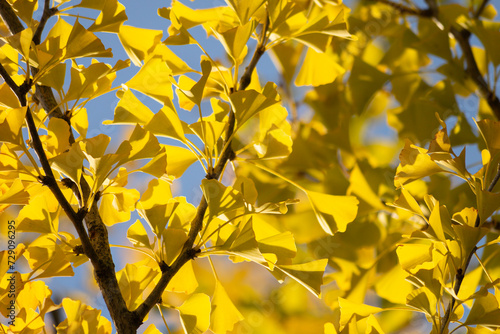 Ginkgo biloba in autumn, yellow ginkgo leaves