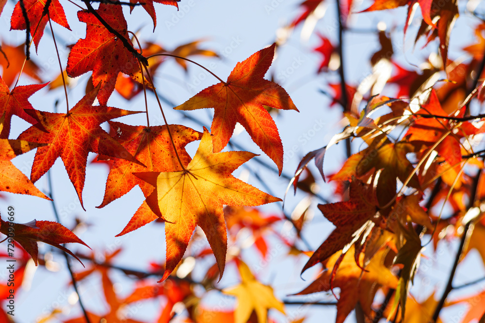 Autumn colorful bright leaves swinging in a tree in autumnal park. Autumn colorful background Autumn colorful bright leaves swinging in a tree in autumnal park. Autumn colorful background
