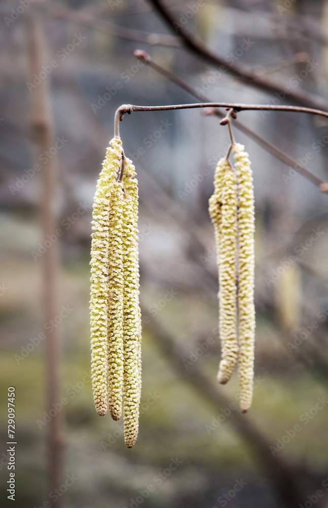 Buds on hazelnuts. Nature background Buds on hazelnuts. Nature background
