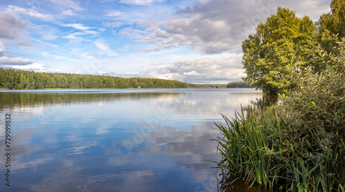 Fototapeta Naklejka Na Ścianę i Meble -  bushes and trees near the pond, sunny, summer day on the river