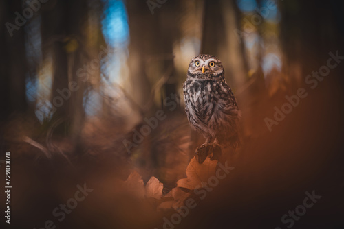 Little owl (Athene noctua) sitting on the ground in autumn forest. Autumn forest in background. Little owl portrait. Owl sitting on dry leafs.