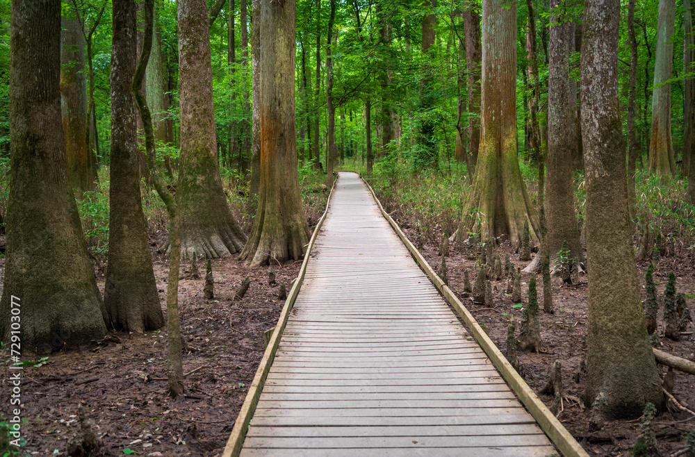 Boardwalk Trail at Congaree National Park in central South Carolina Boardwalk Trail at Congaree National Park in central South Carolina